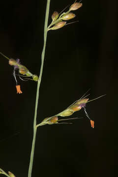 Plancia ëd Setaria grandispiculata (B. K. Simon) R. D. Webster