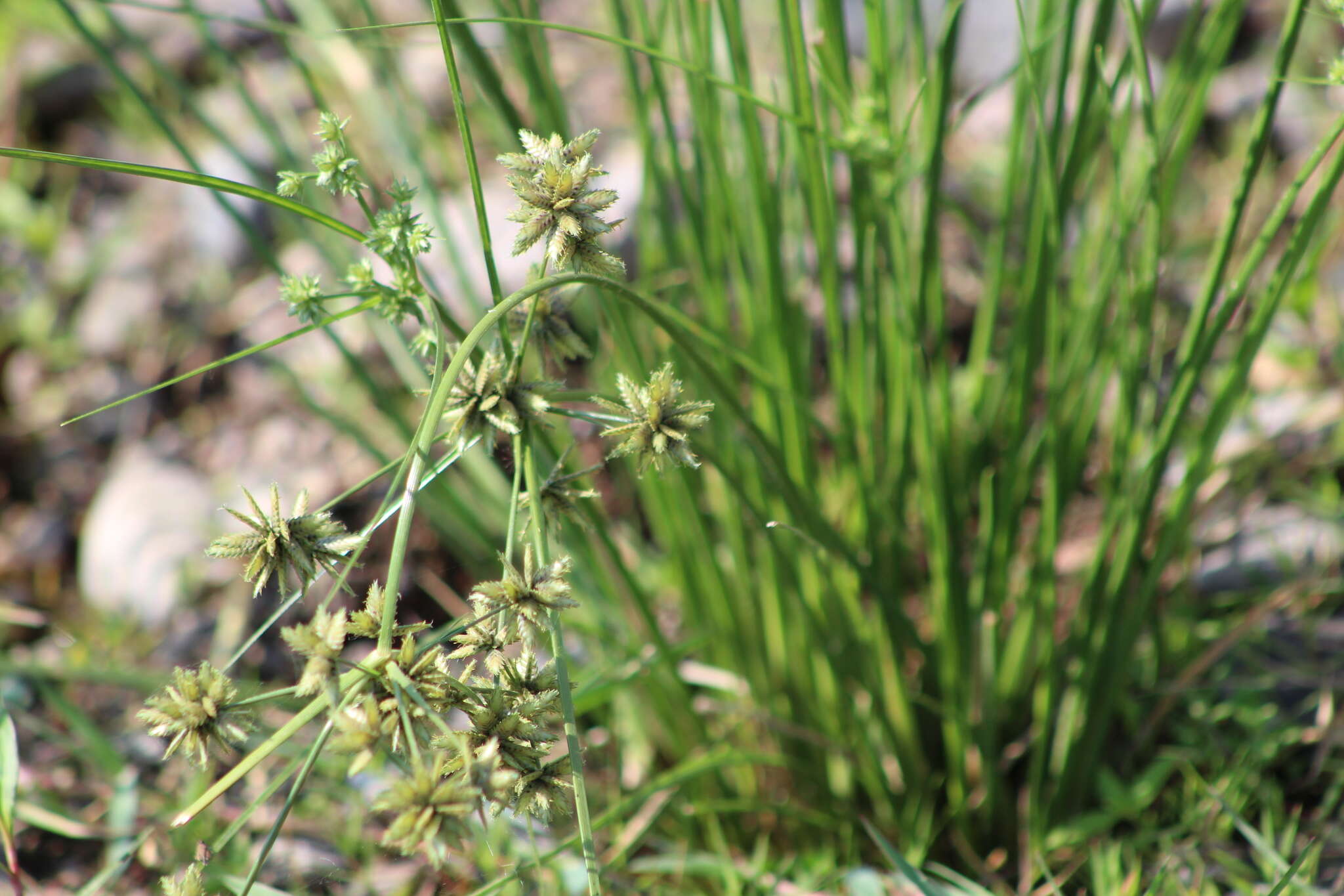 Imagem de Cyperus elegans L.