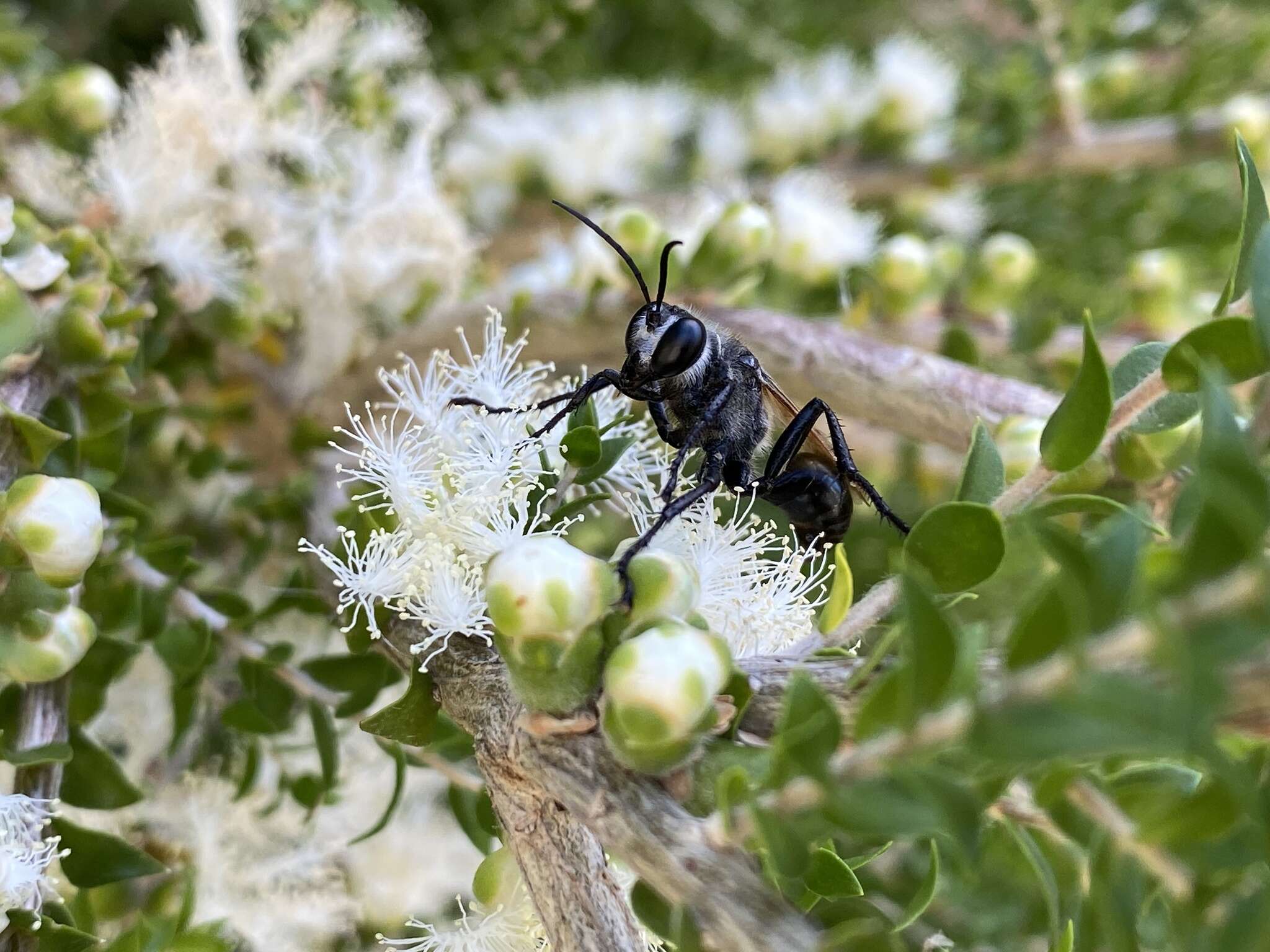 Sivun Prionyx saevus (F. Smith 1856) kuva