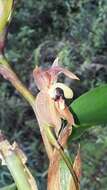 Image of Maxillaria schlimii (Linden & Rchb. fil.) Molinari