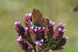 Image de Theclinesthes serpentata (Herrich-Schäffer 1869)