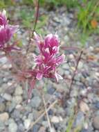 Image of Raup's Indian paintbrush