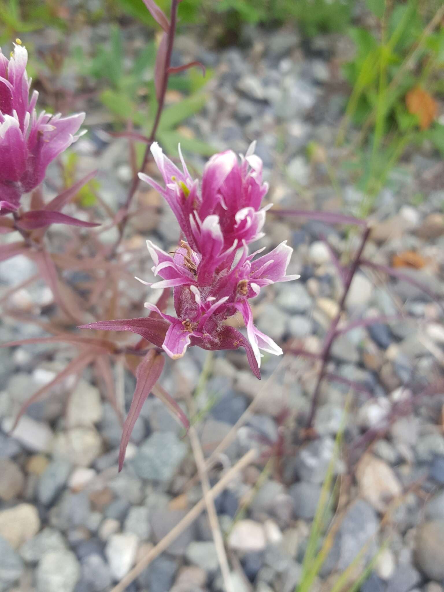 Image of Raup's Indian paintbrush