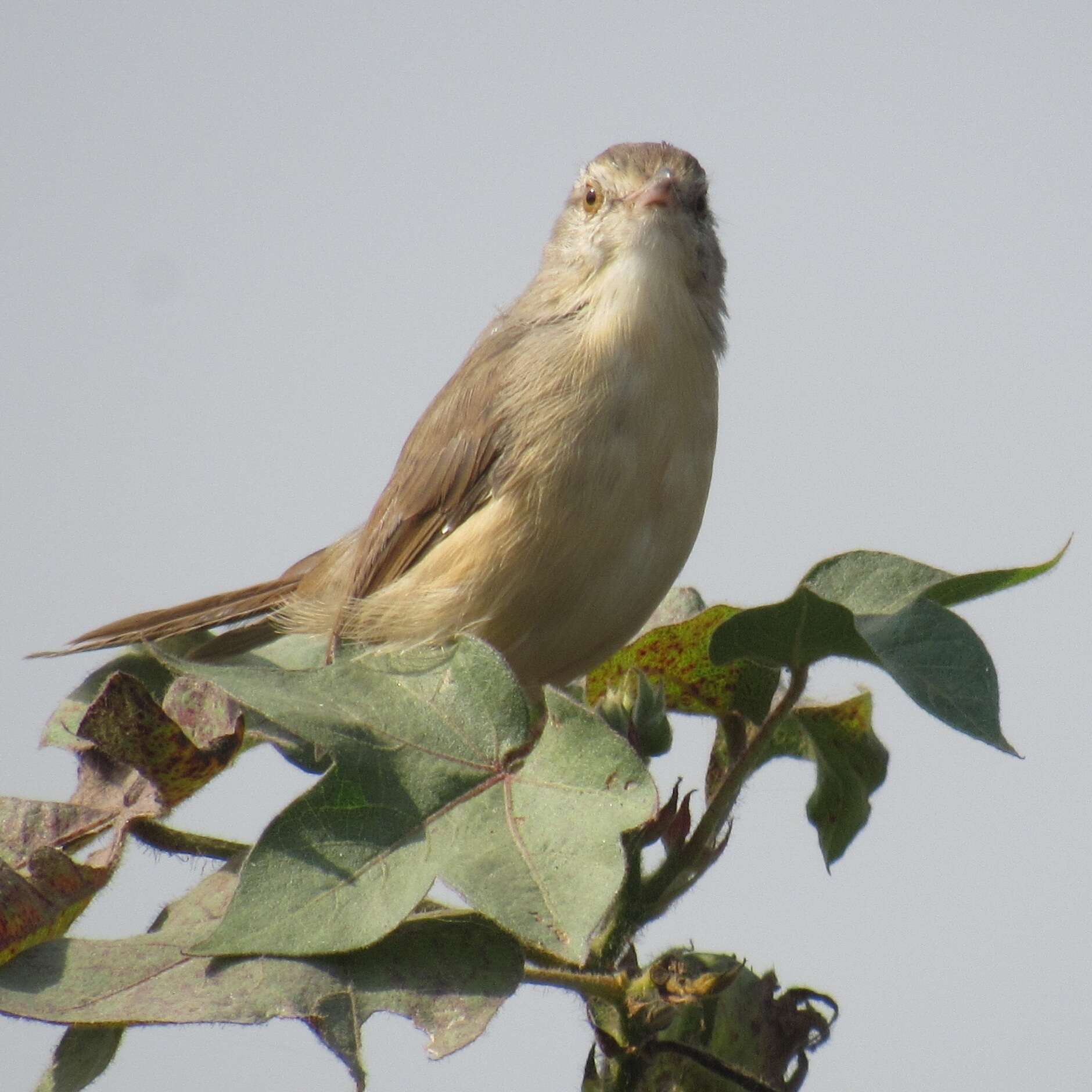 Image of Jungle Prinia