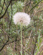 Image of yellow salsify