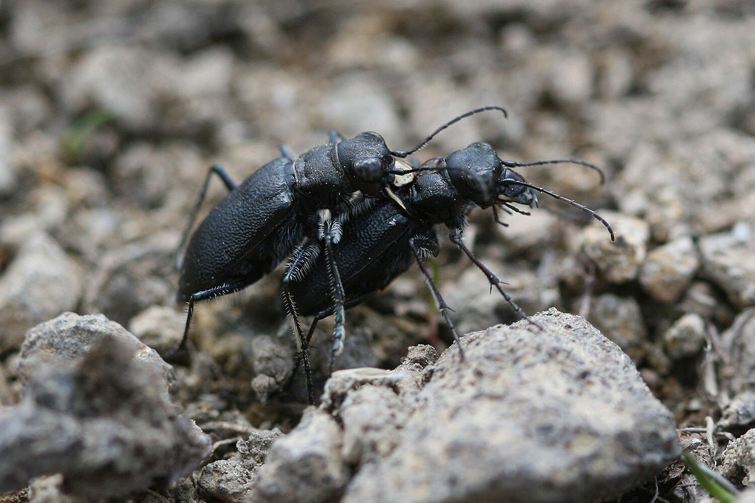 Image of Black-bellied tiger beetle