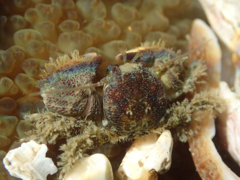 Image of thickclaw porcelain crab