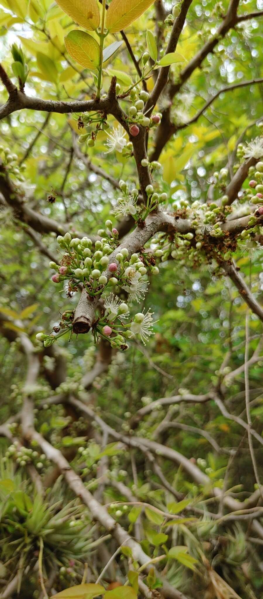 Imagem de Plinia trunciflora (O. Berg) Kausel