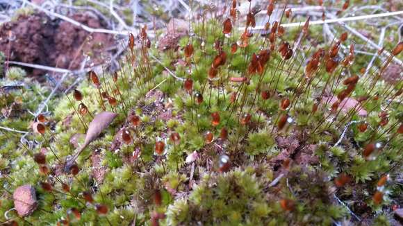 Image of Canary bryum moss