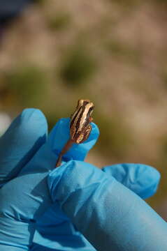 Image of Pickersgill's Banana Frog