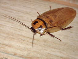 Image of Eublaberus distanti (Kirby & W. F. 1903)