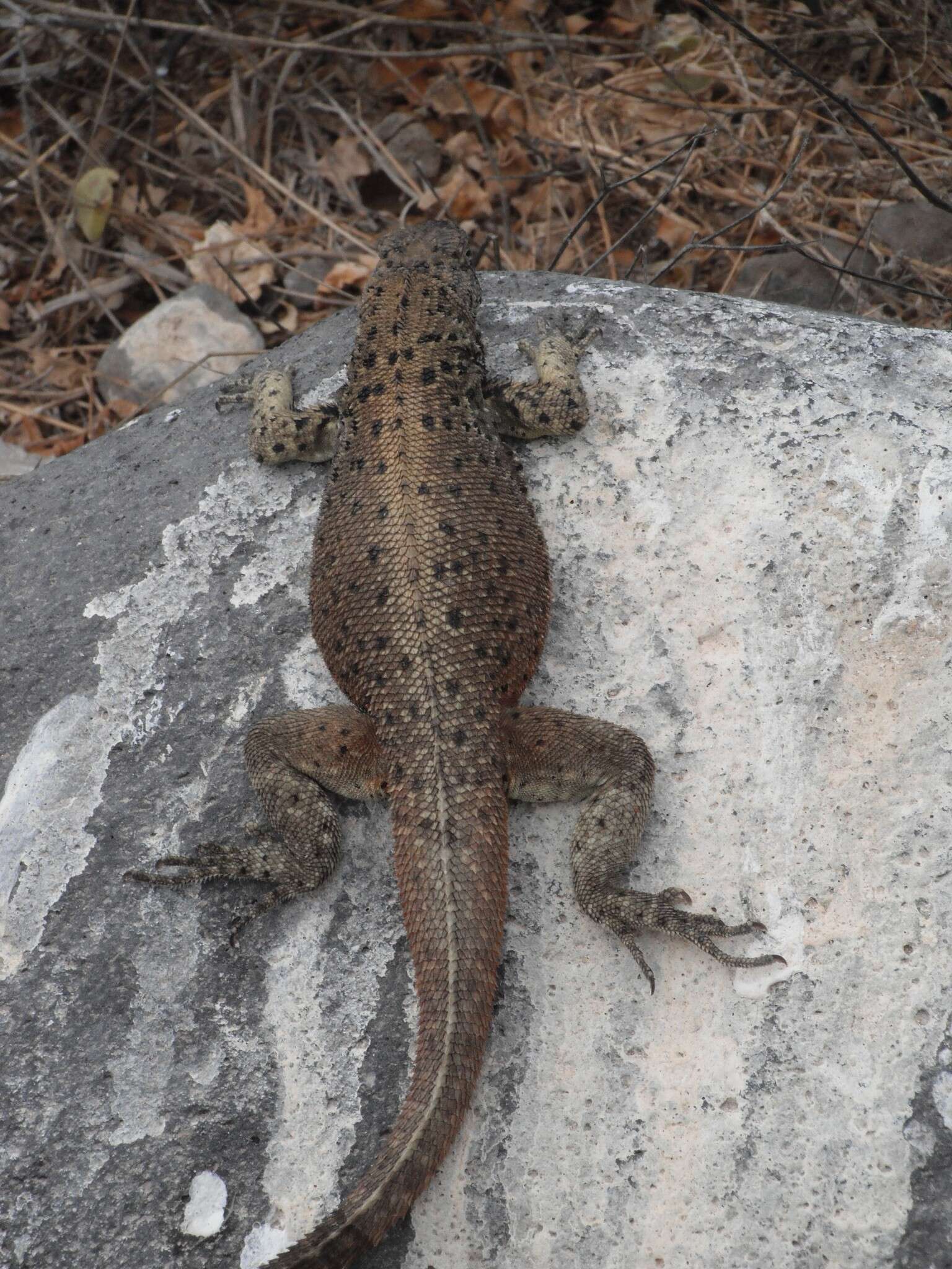 Imagem de Microlophus delanonis (Baur 1890)