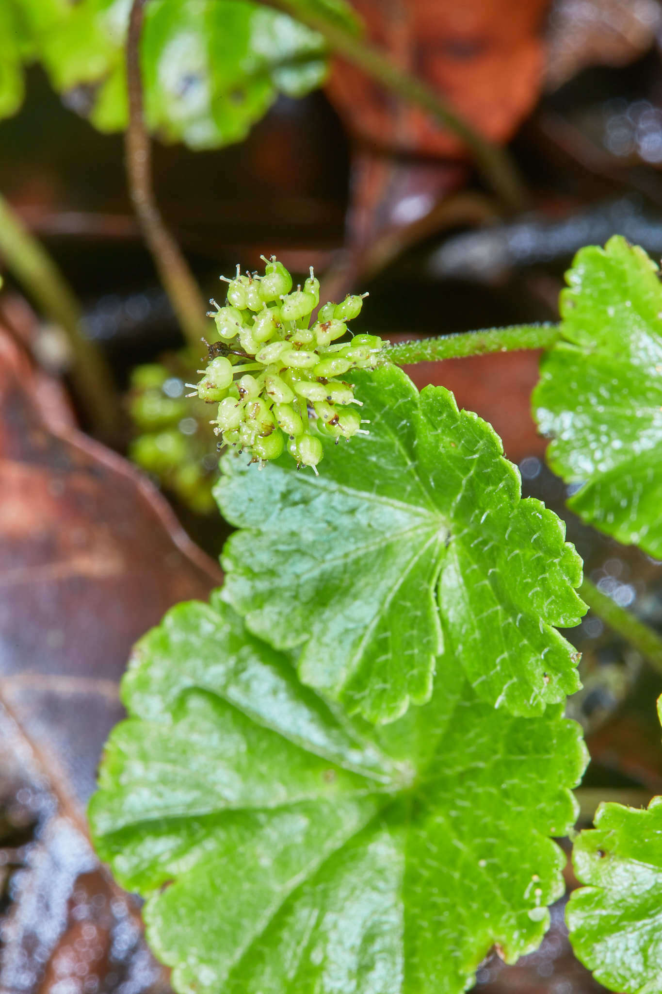 Image de Hydrocotyle mexicana Cham. & Schltdl.