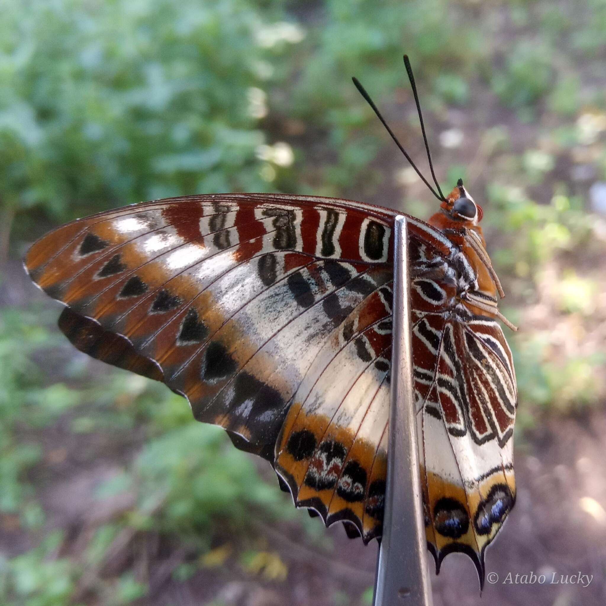 Imagem de <i>Charaxes <i>brutus</i></i> brutus