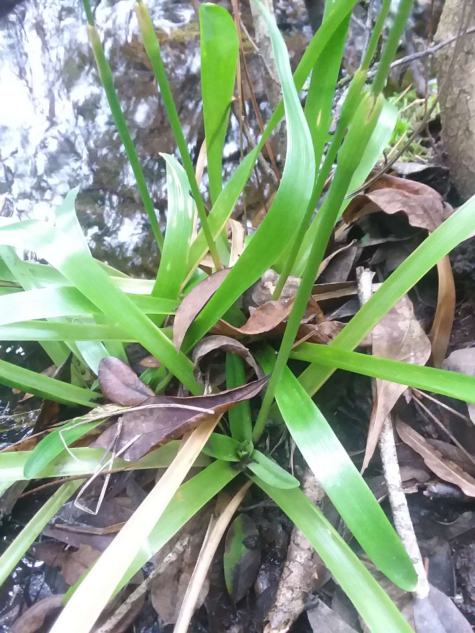 صورة Eriocaulon decangulare f. latifolium (Chapm. ex Moldenke) Moldenke