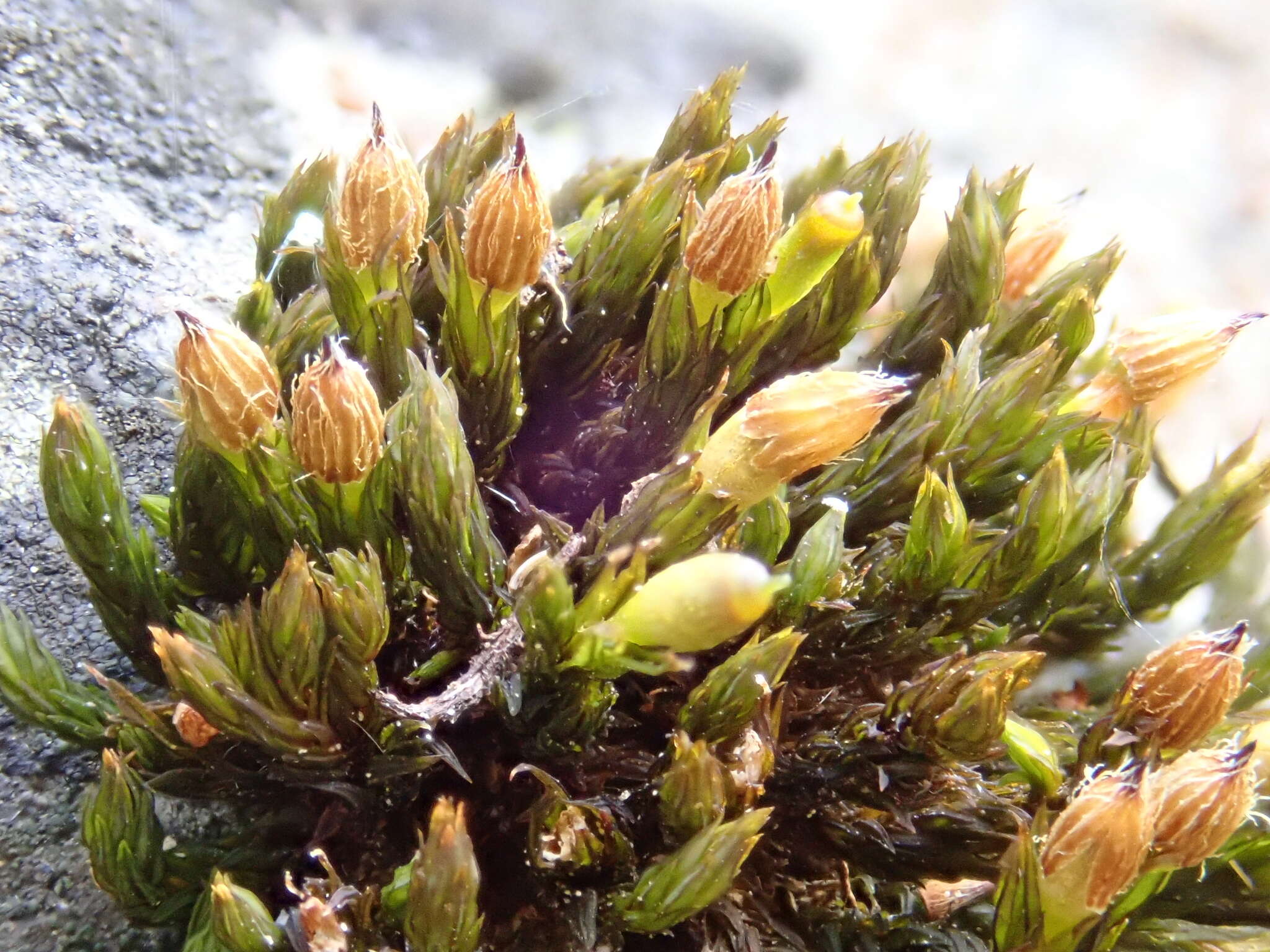 Image of orthotrichum moss