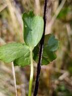 Image of Ranunculus macropus Hook. fil.