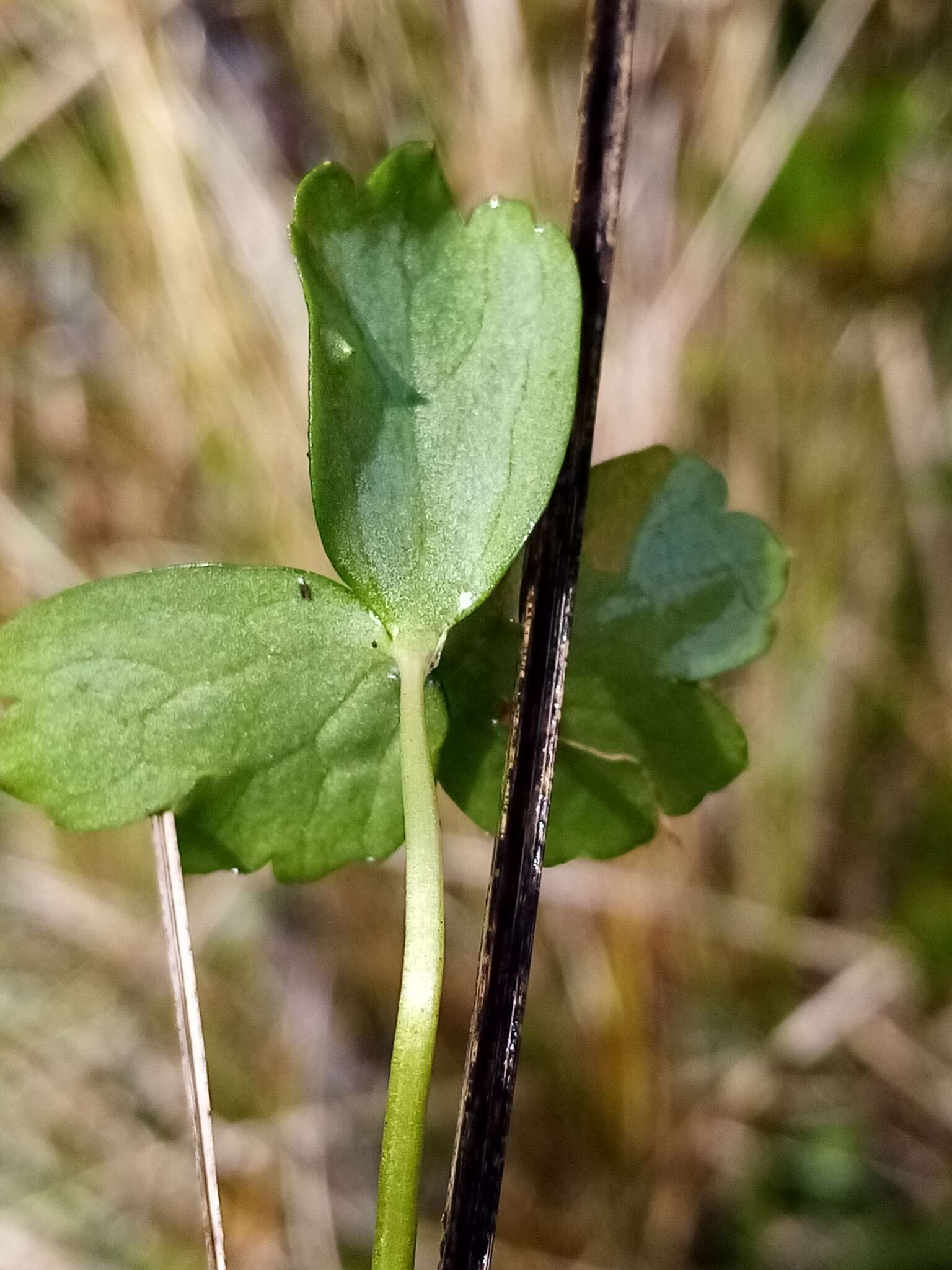 Image of Ranunculus macropus Hook. fil.