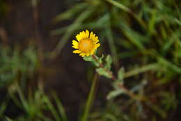 Image of Grindelia subdecurrens DC.