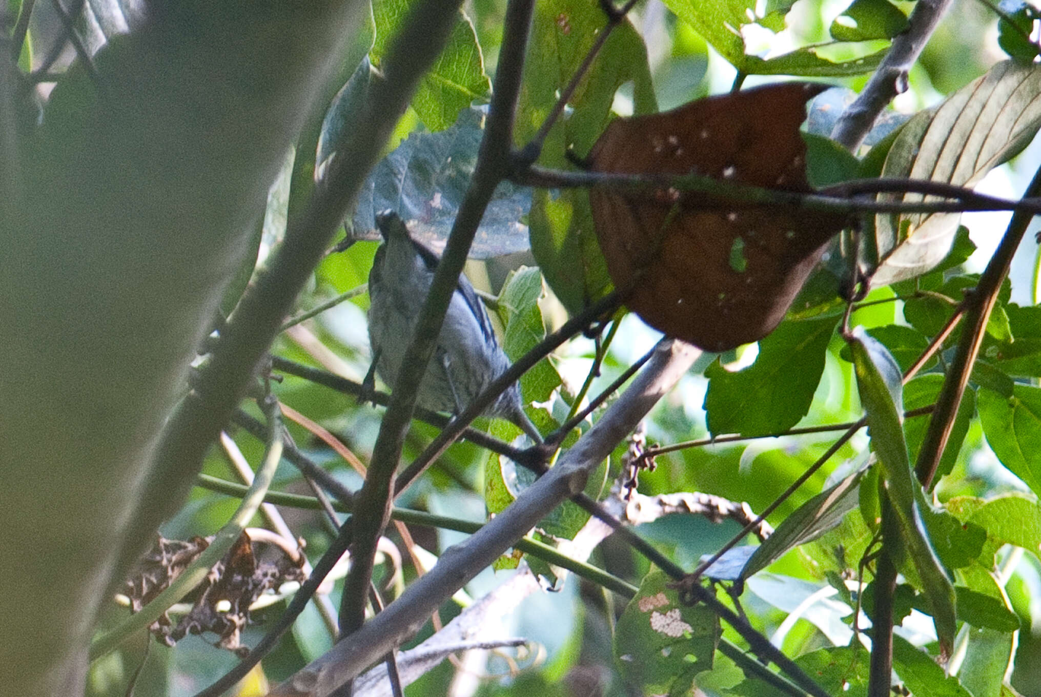 Image of Pacific Antwren