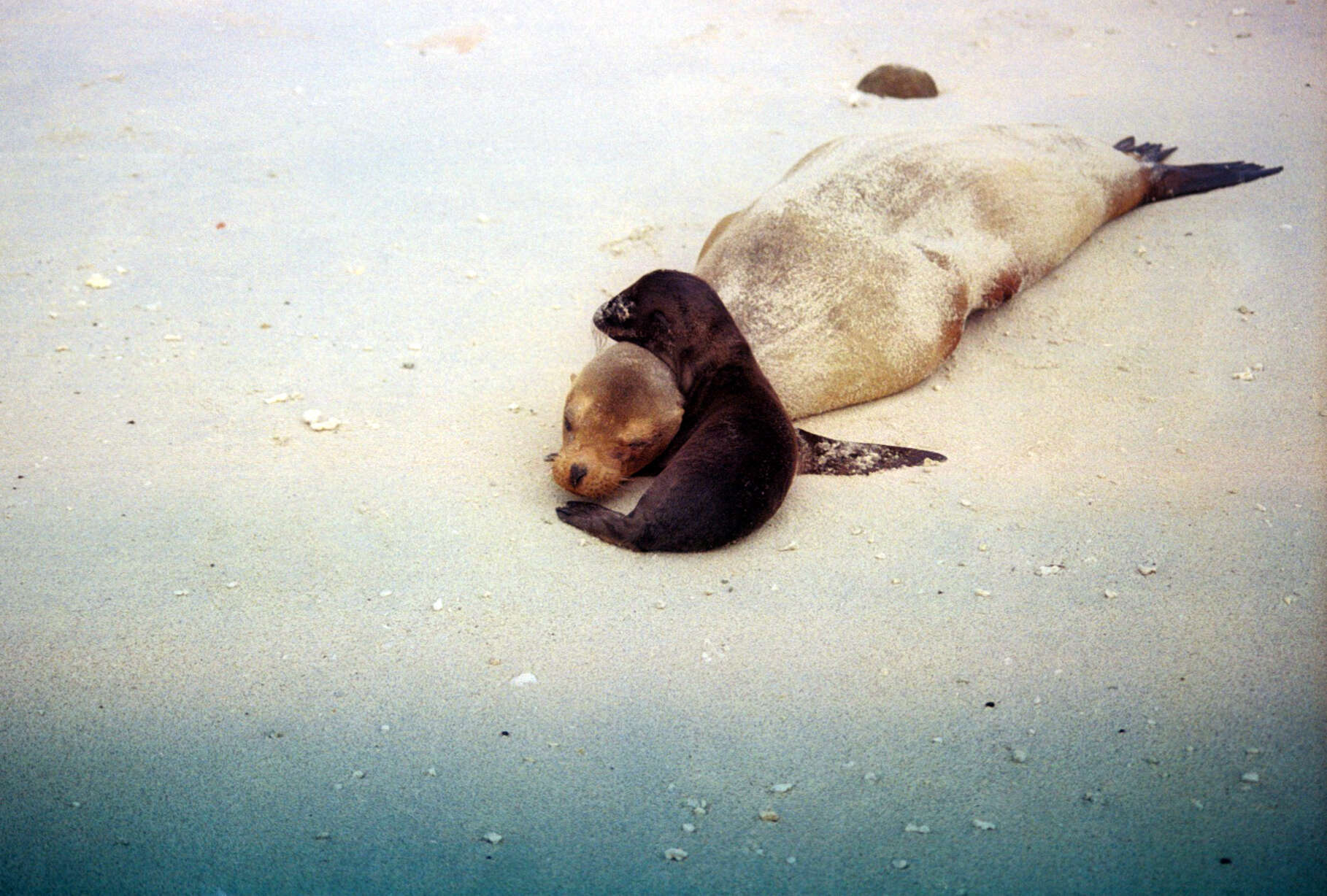 Image of Sea Lion