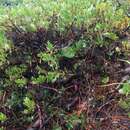 Image de Arctostaphylos media Greene