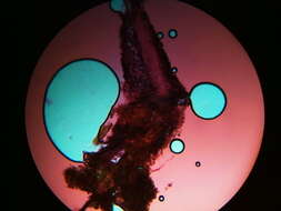 صورة Trechispora mollusca (Pers.) Liberta 1974