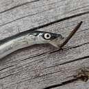 Image of Pacific sand lance