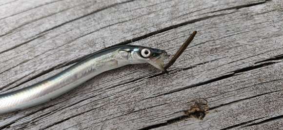 Image of Pacific sand lance