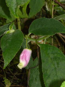 Sivun Kohleria affinis (Fritsch) Roalson & Boggan kuva