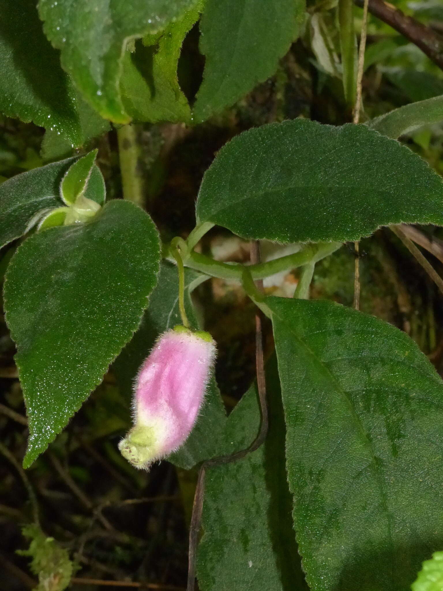 Imagem de Kohleria affinis (Fritsch) Roalson & Boggan