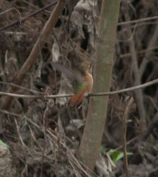 Image of Allen's Hummingbird