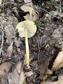 Image of Pluteus flavofuligineus G. F. Atk. 1902