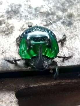 Image of Green Devil Beetle