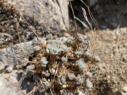 Imagem de Draba lonchocarpa Rydb.