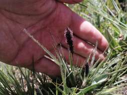 Image of Pongwa grass