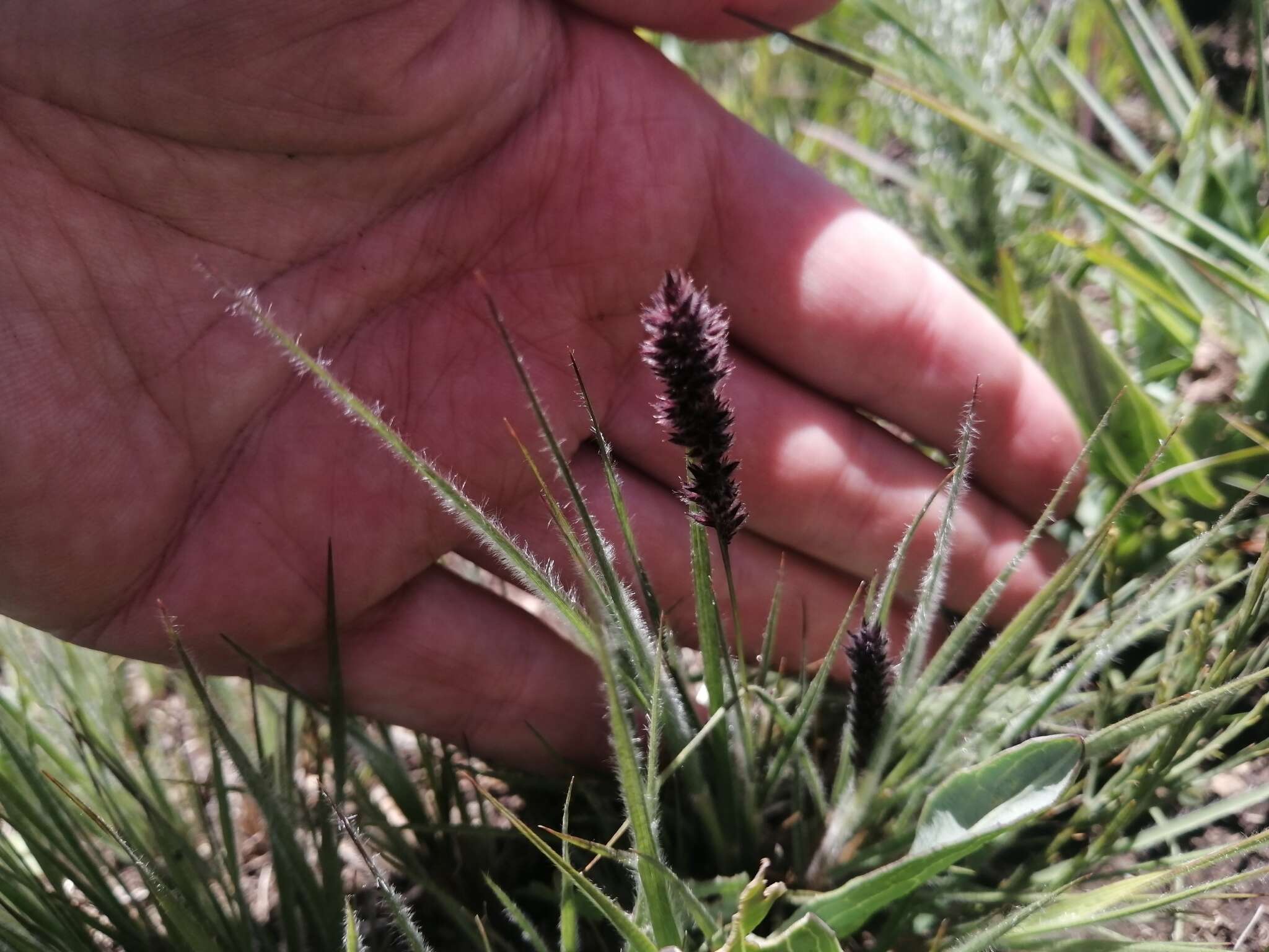 Image of Pongwa grass