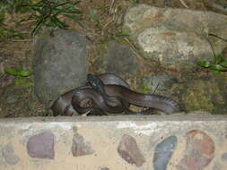 Image of Black-headed Cat Snake