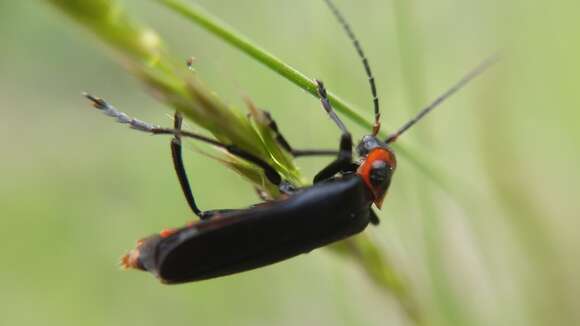 Image of <i>Cantharis marginiventris</i>