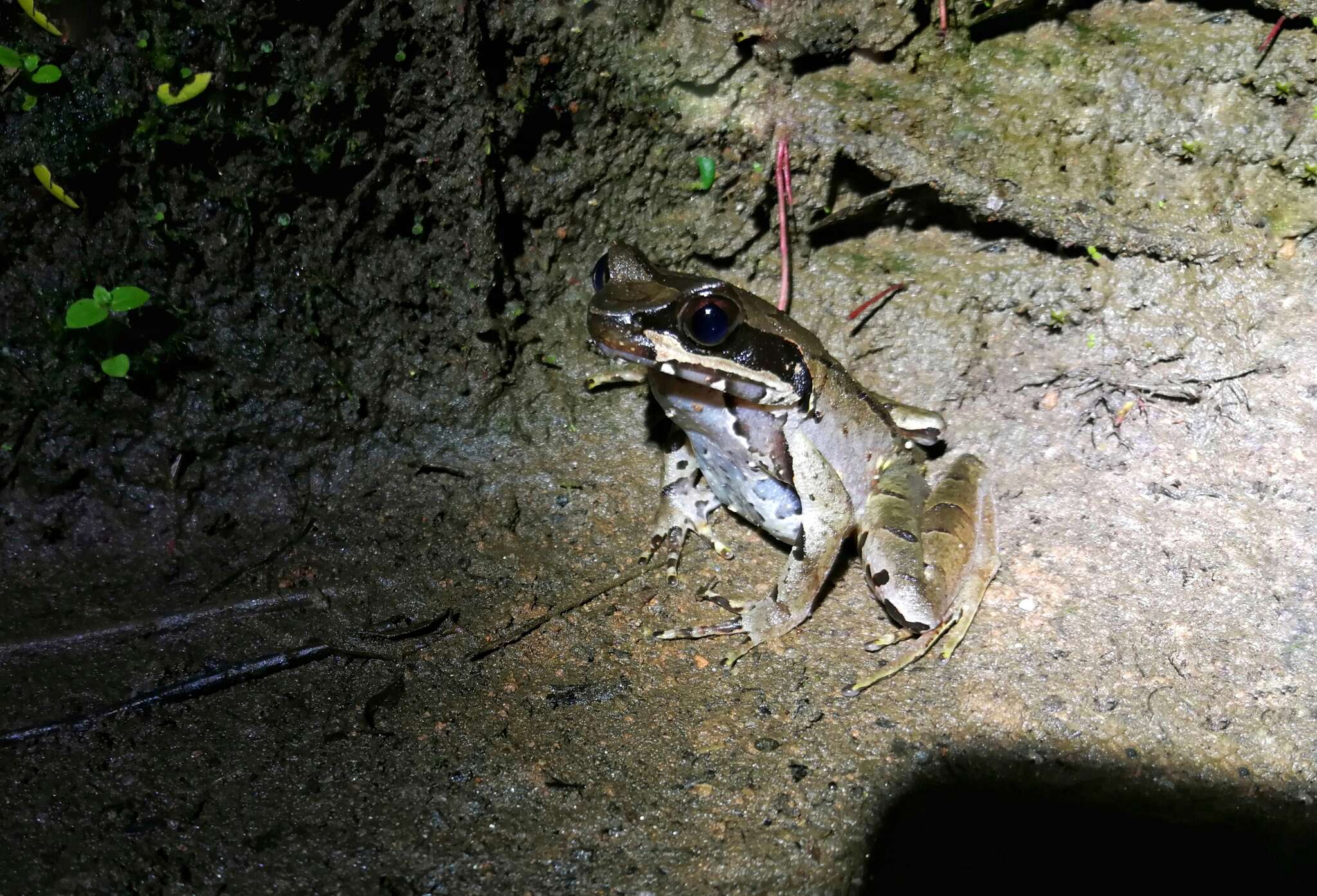 Image de Megophrys glandulosa Fei, Ye & Huang 1990