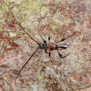 Image of Molorchus (Caenoptera) minor (Linné 1758)