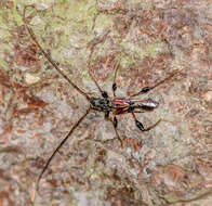 Image of Spruce Shortwing Beetle