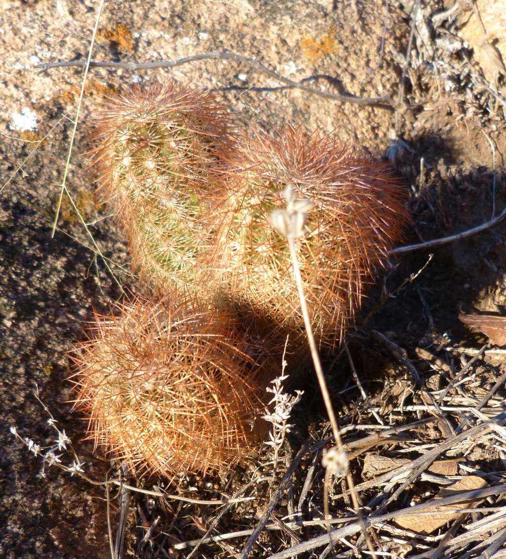 Image of Echinocereus reichenbachii var. baileyi (Rose) N. P. Taylor