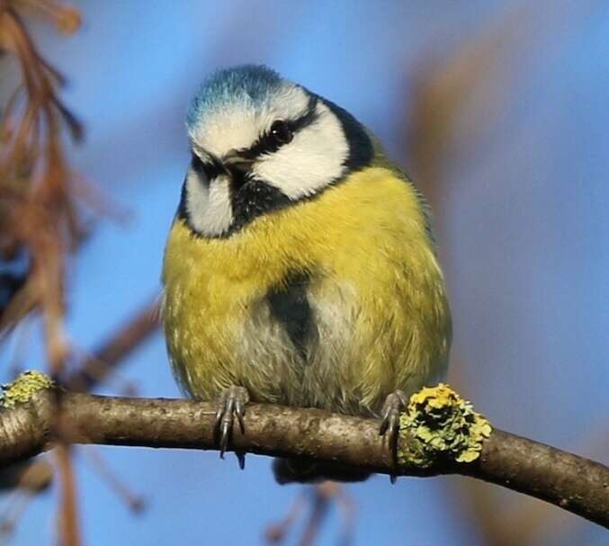 Слика од Cyanistes caeruleus obscurus (Pražák 1894)