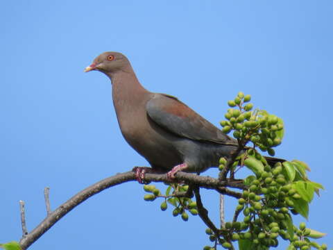 Image de Pigeon à bec rouge