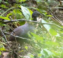 Image of Little Tinamou