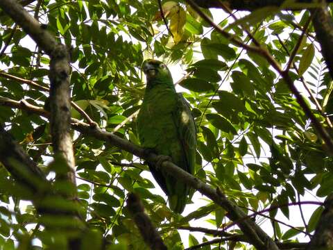 Image of Yellow-crowned Parrot, Yellow-crowned Amazon