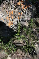 Image of Habenaria galpinii Bolus