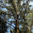 Sivun Eucalyptus muelleriana Howitt kuva