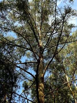 صورة Eucalyptus muelleriana Howitt